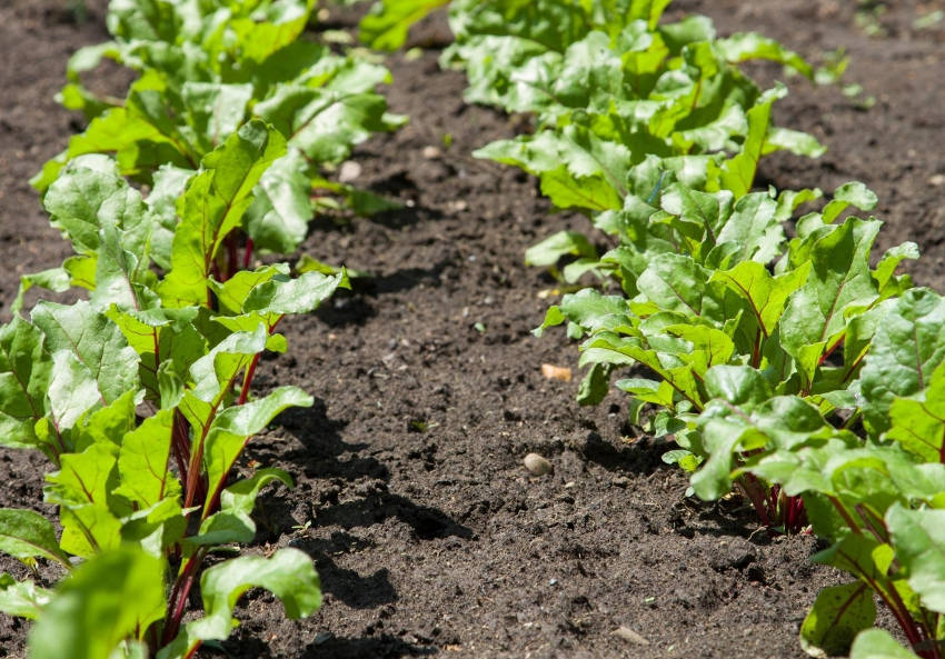 Beetroot Plants Young